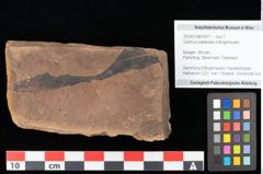Foto (Objekt + Etikett) von Quercus palaeoilex Ettingshausen (NHMW-GEO-2024-0188-0877)